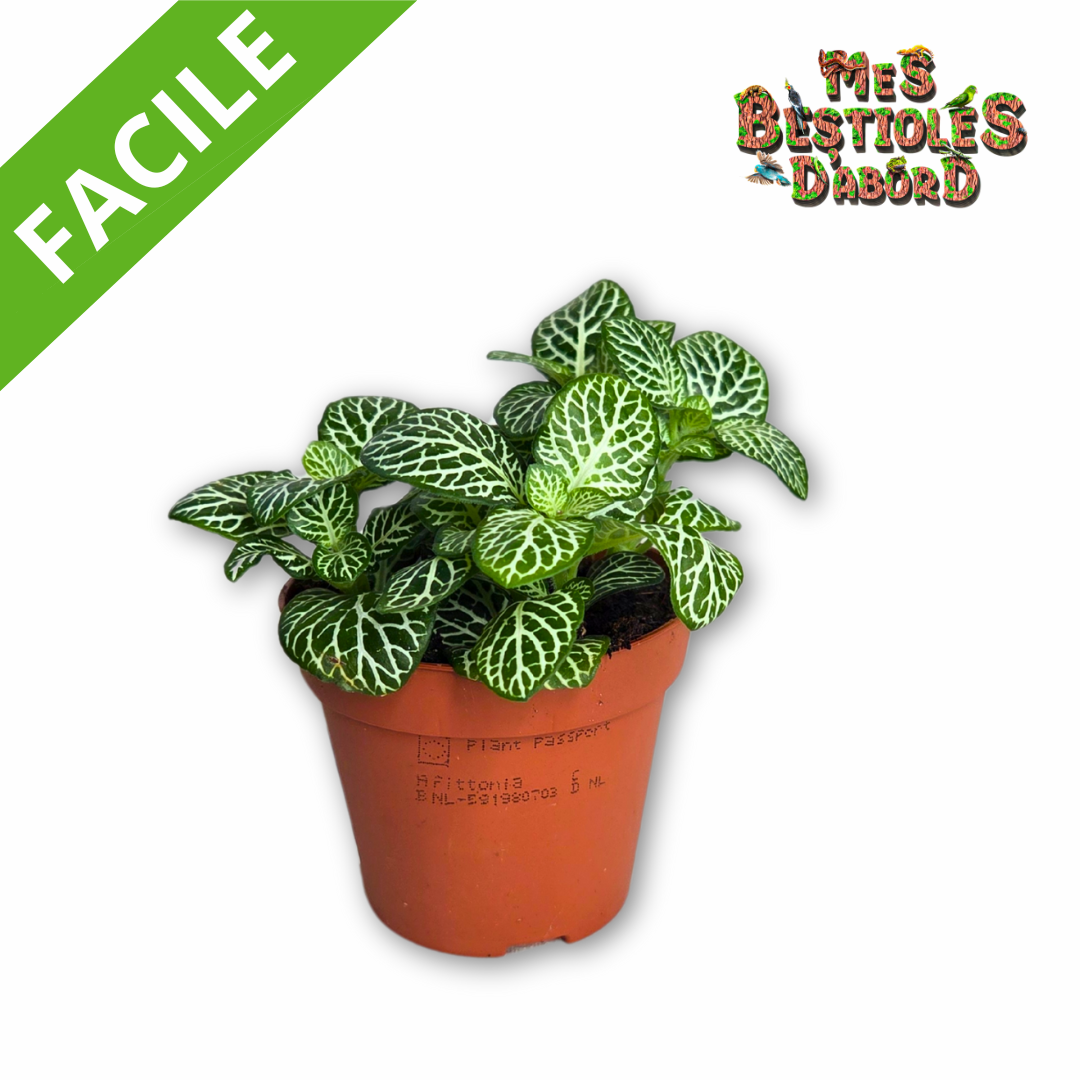 Fittonia | Plante til tropisk terrarium
