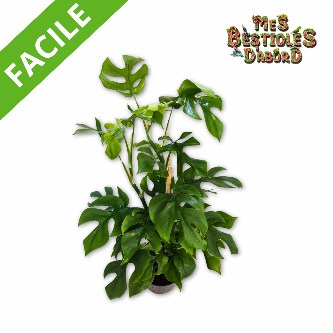 Monstera Minima | Tropisk plante til terrarium