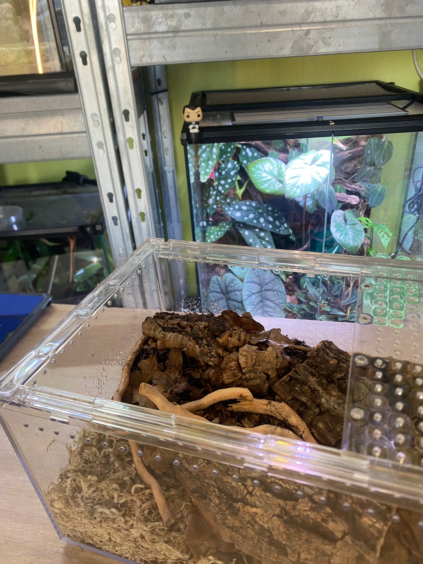 Kit d’élevage cloportes | Terrarium bioactif complet