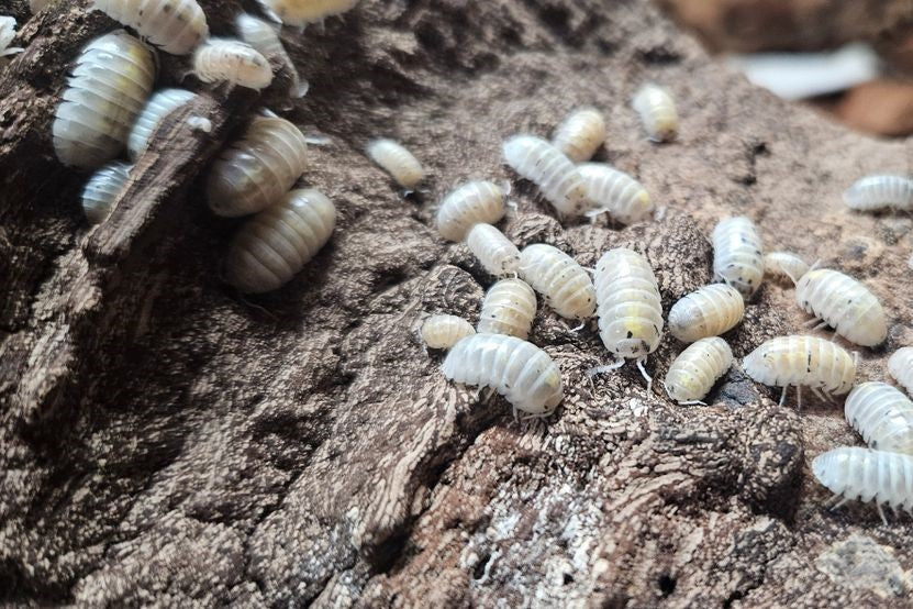 Armadillidium depressum "Magic Potion"