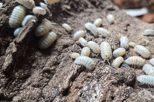 Armadillidium depressum "Magic Potion"