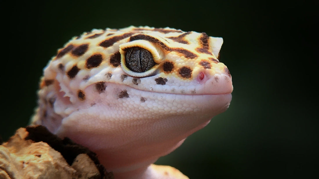Gecko léopard (Eublepharis macularius)