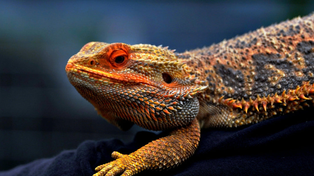 Dragon Barbu (Pogona vitticeps)