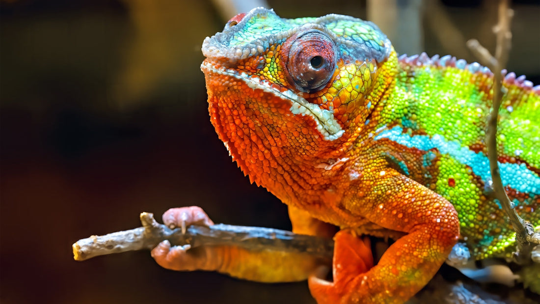 Caméléon Panthère (Furcifer pardalis)