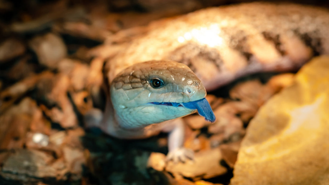 Scinque à langue bleue géant (Tiliqua gigas gigas)