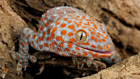 Gecko tokay (Gekko gecko)