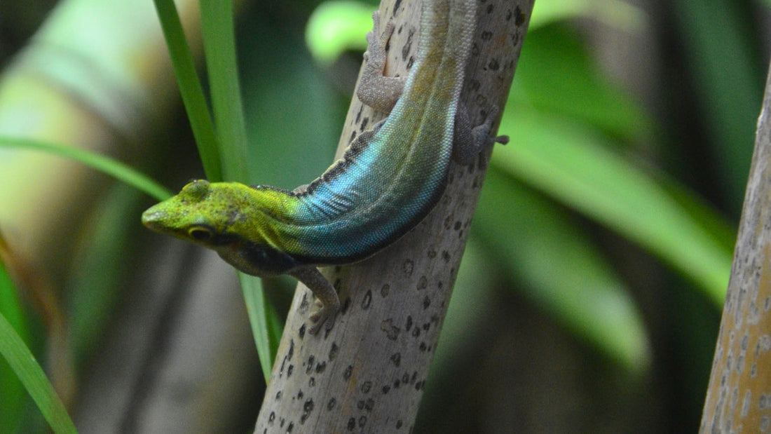 Gecko de Klemmer (Phelsuma klemmeri)