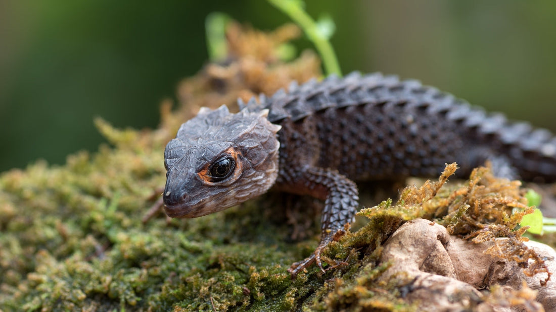 Le scinque crocodile aux yeux rouges (Tribolonotus gracilis)