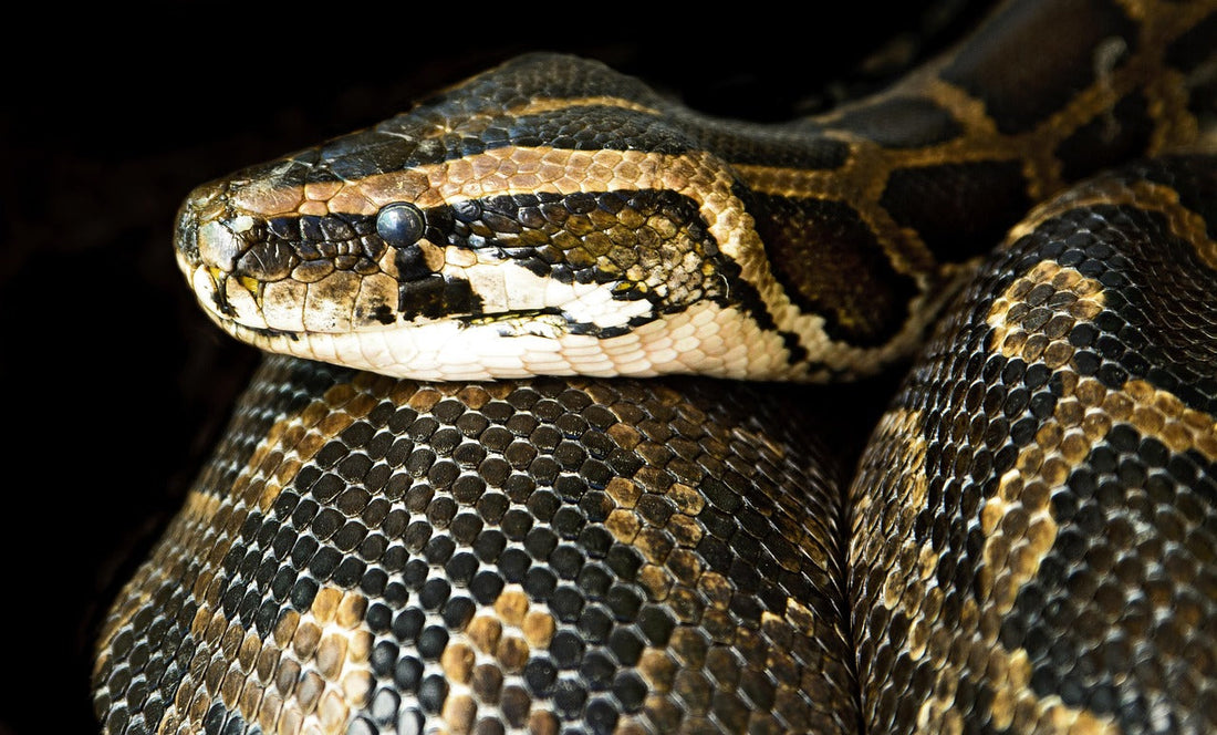 Le Boa constrictor