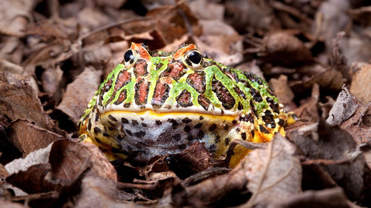 Grenouille cornue de Cranwell (Ceratophrys cranwelli)