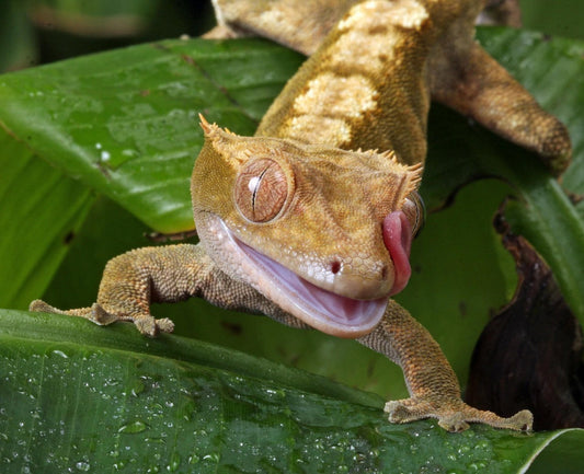 Gecko à crête (Correlophus ciliatus)