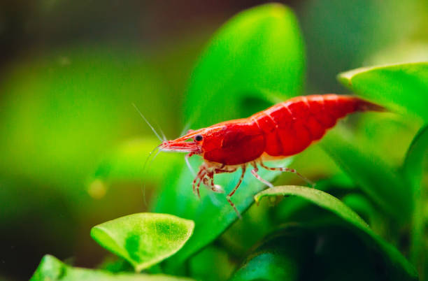 Crevette Red Cherry ( Neocaridina davidi )