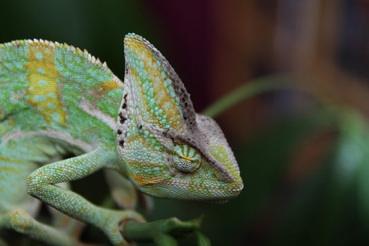 Caméléon casqué du Yémen (Chamaeleo calyptratus)