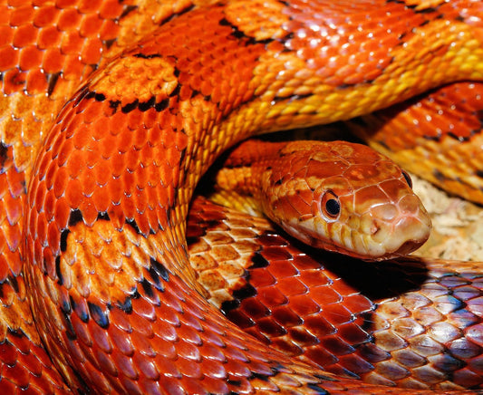 Serpent des blés ( Pantherophis guttatus )