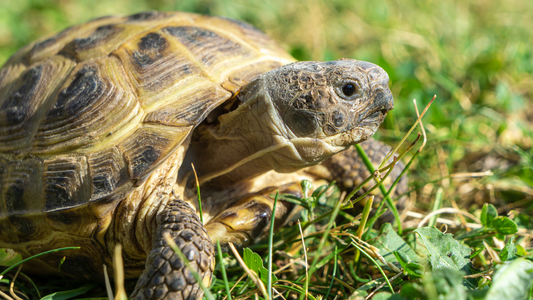 Tortue des Steppes (Testudo horsfieldii)