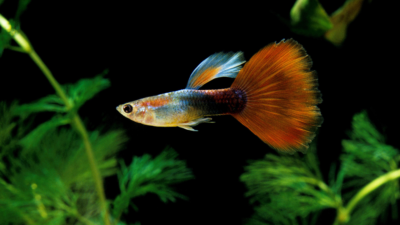 Guppy (Poecilia reticulata)