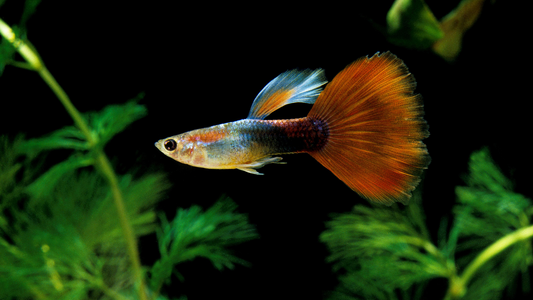 Guppy (Poecilia reticulata)