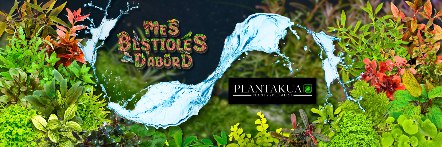 Nos kits de plantes d'aquariums feat Plantakua