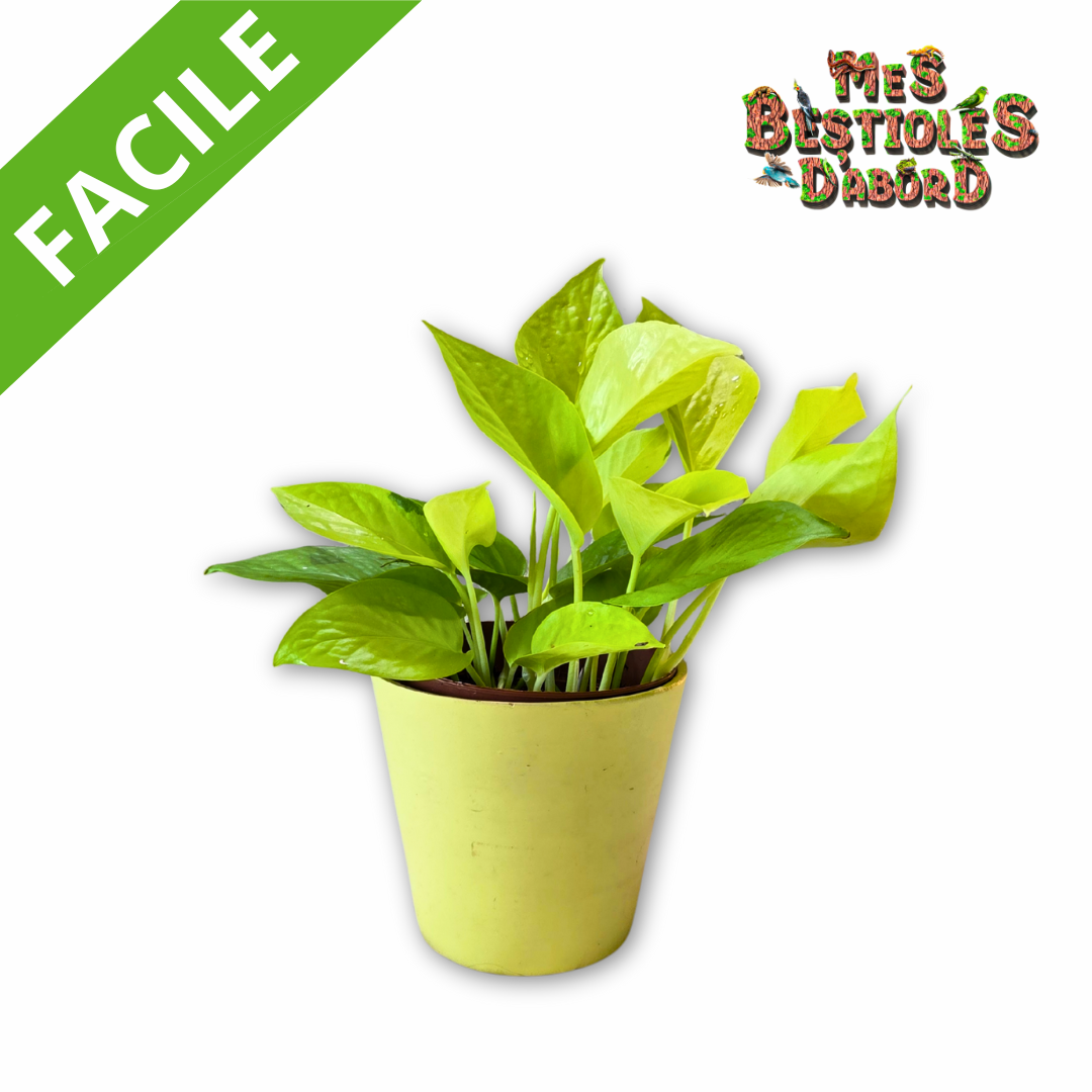 Pothos " Scindapsus golden" | Plante tropicale pour terrarium