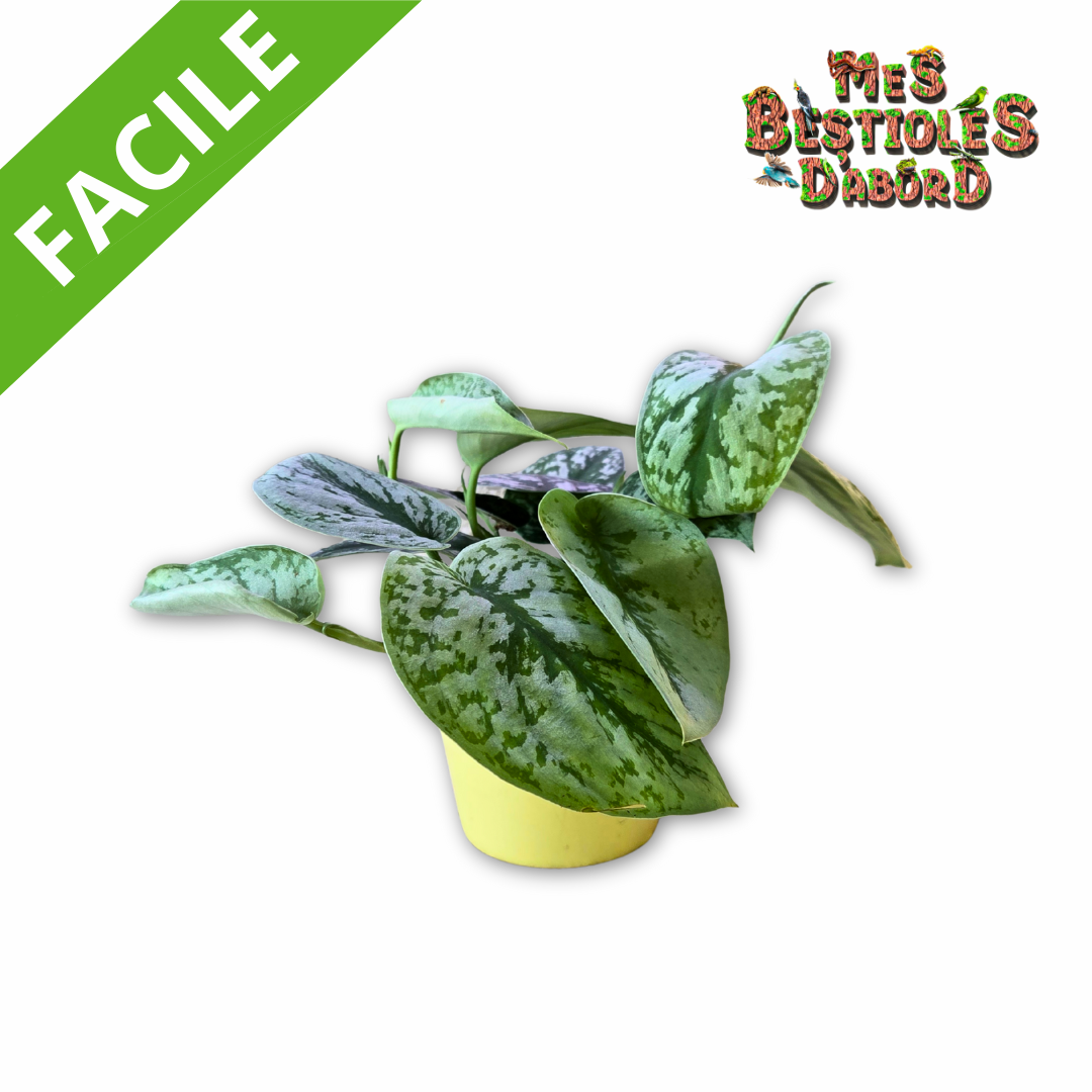 Pothos " Scindapsus pictus " | Plantes pour terrarium tropical