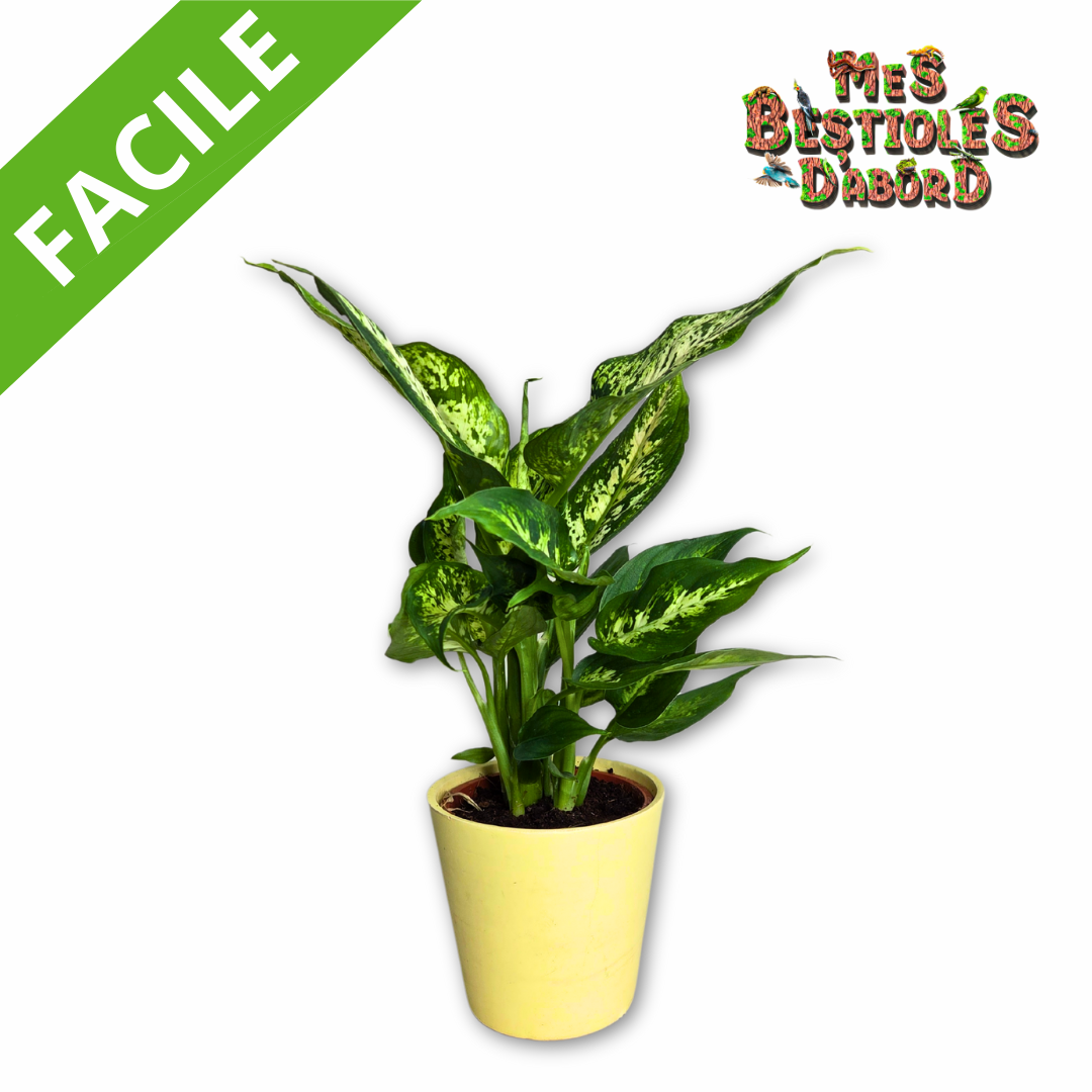 Dieffenbachia Camilla | Plante Tropicale pour Terrarium