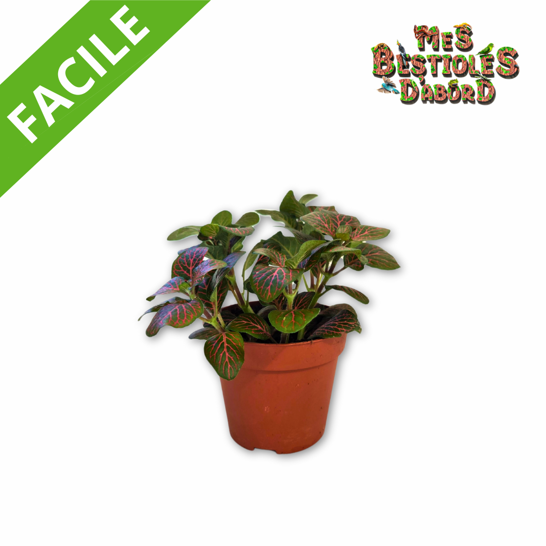 Fittonia | Plante pour terrarium tropical