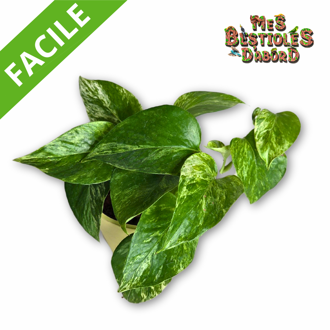Pothos "Scindapsus Marble Queen" | Plante Tropicale pour Terrarium
