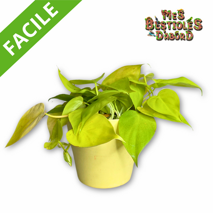 Philodendron Scandens Lime | Plante Tropicale Retombante