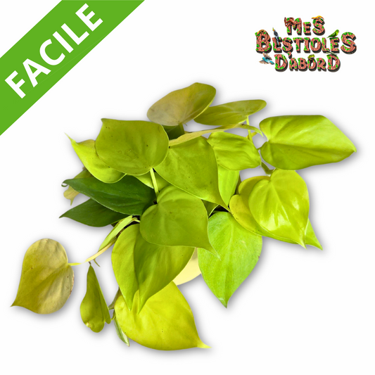 Philodendron Scandens Lime | Plante Tropicale Retombante