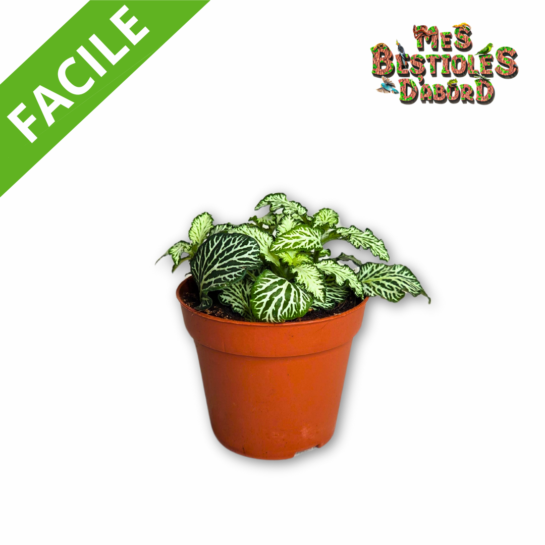 Fittonia "White Tiger" | Plante Tropicale pour Terrarium