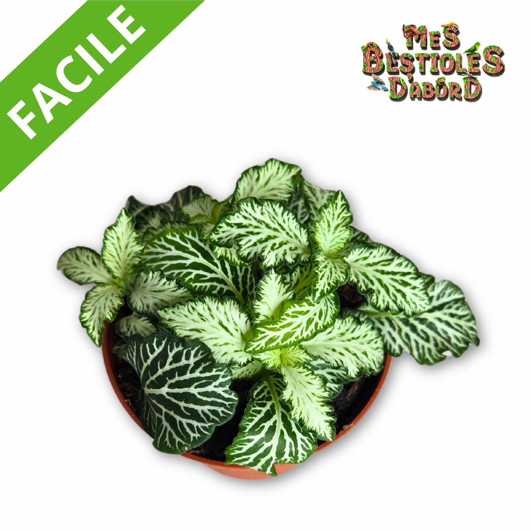 Fittonia "White Tiger" | Plante Tropicale pour Terrarium
