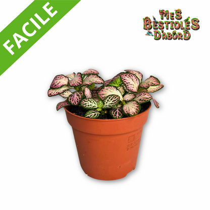 Fittonia Pink Forest Flame | Plante Tropicale pour Terrarium