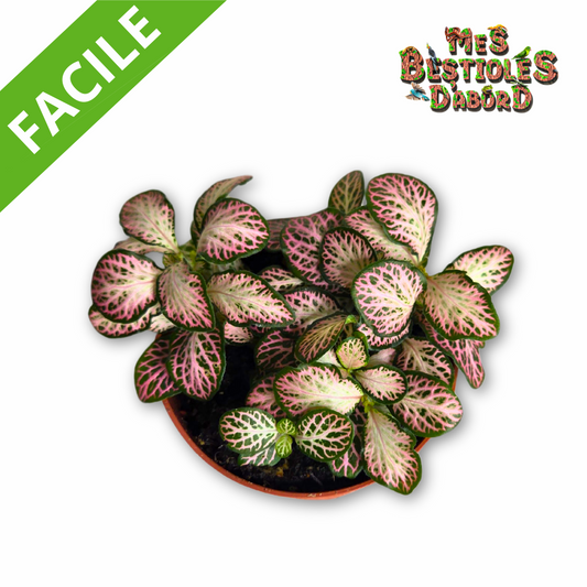 Fittonia Pink Forest Flame | Plante Tropicale pour Terrarium