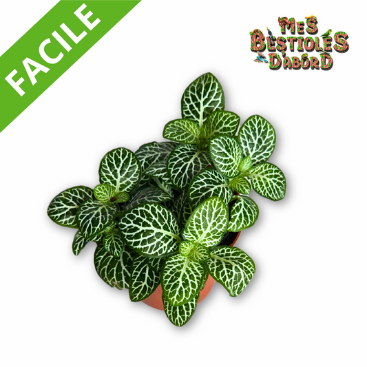 Fittonia | Plante pour terrarium tropical
