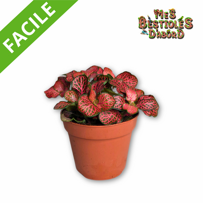Fittonia "Pink Forest Flame" | Plante Tropicale pour Terrarium