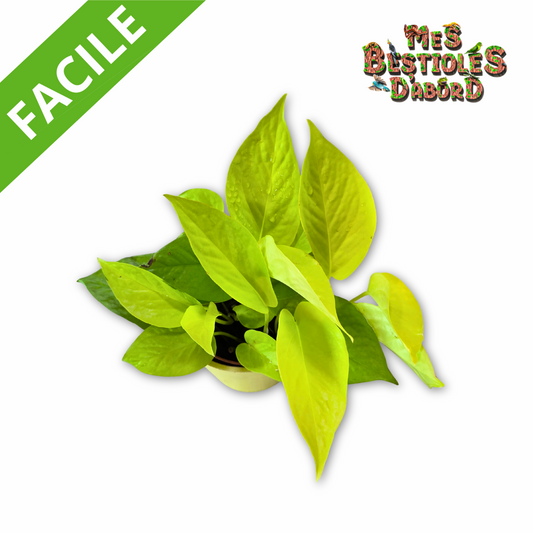 Pothos " Scindapsus golden" | Plante tropicale pour terrarium
