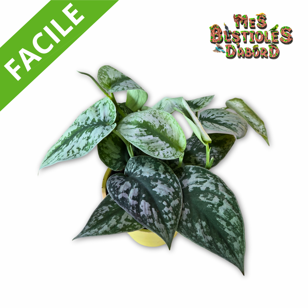 Pothos " Scindapsus pictus " | Plantes pour terrarium tropical