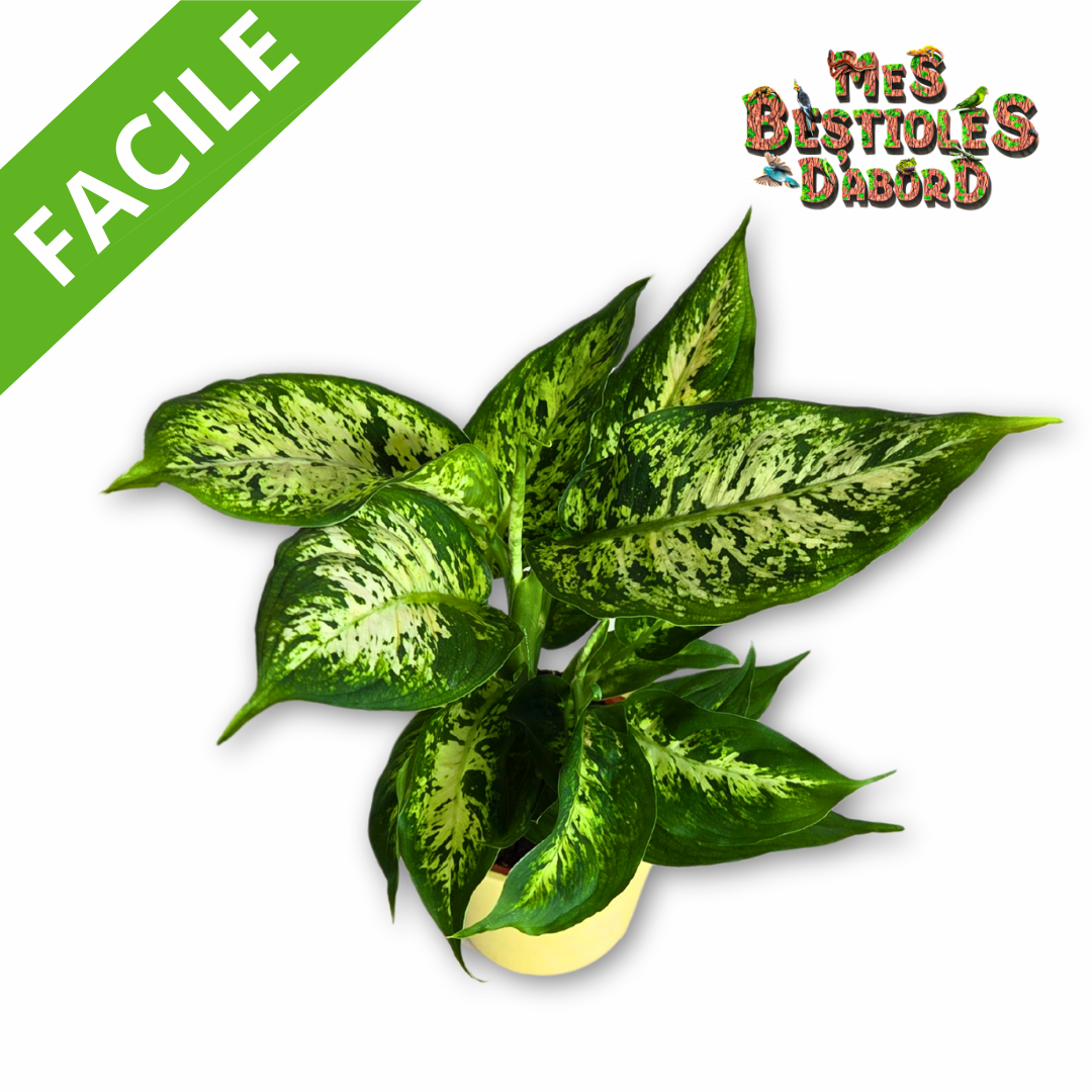 Dieffenbachia Camilla | Plante Tropicale pour Terrarium