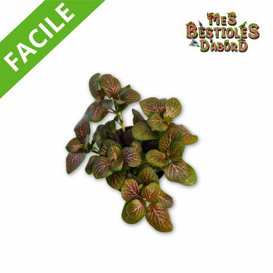 Fittonia | Plante pour terrarium tropical