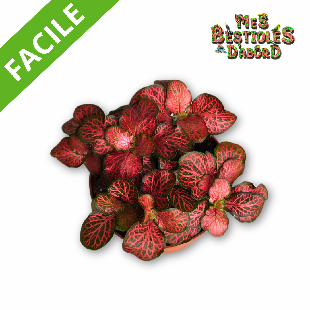 Fittonia "Pink Forest Flame" | Plante Tropicale pour Terrarium