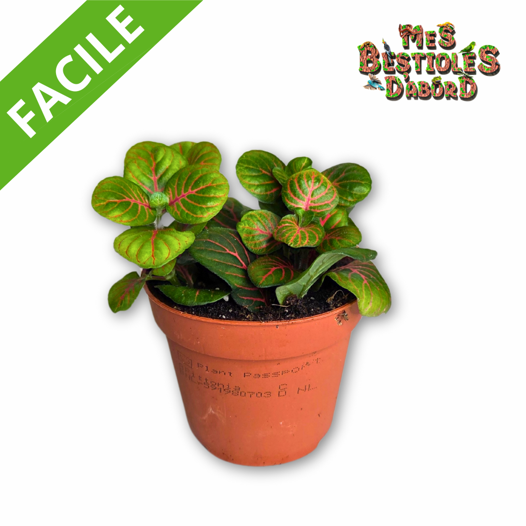Fittonia "Fortissimo" | Plante Tropicale pour Terrarium