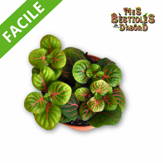 Fittonia "Fortissimo" | Plante Tropicale pour Terrarium