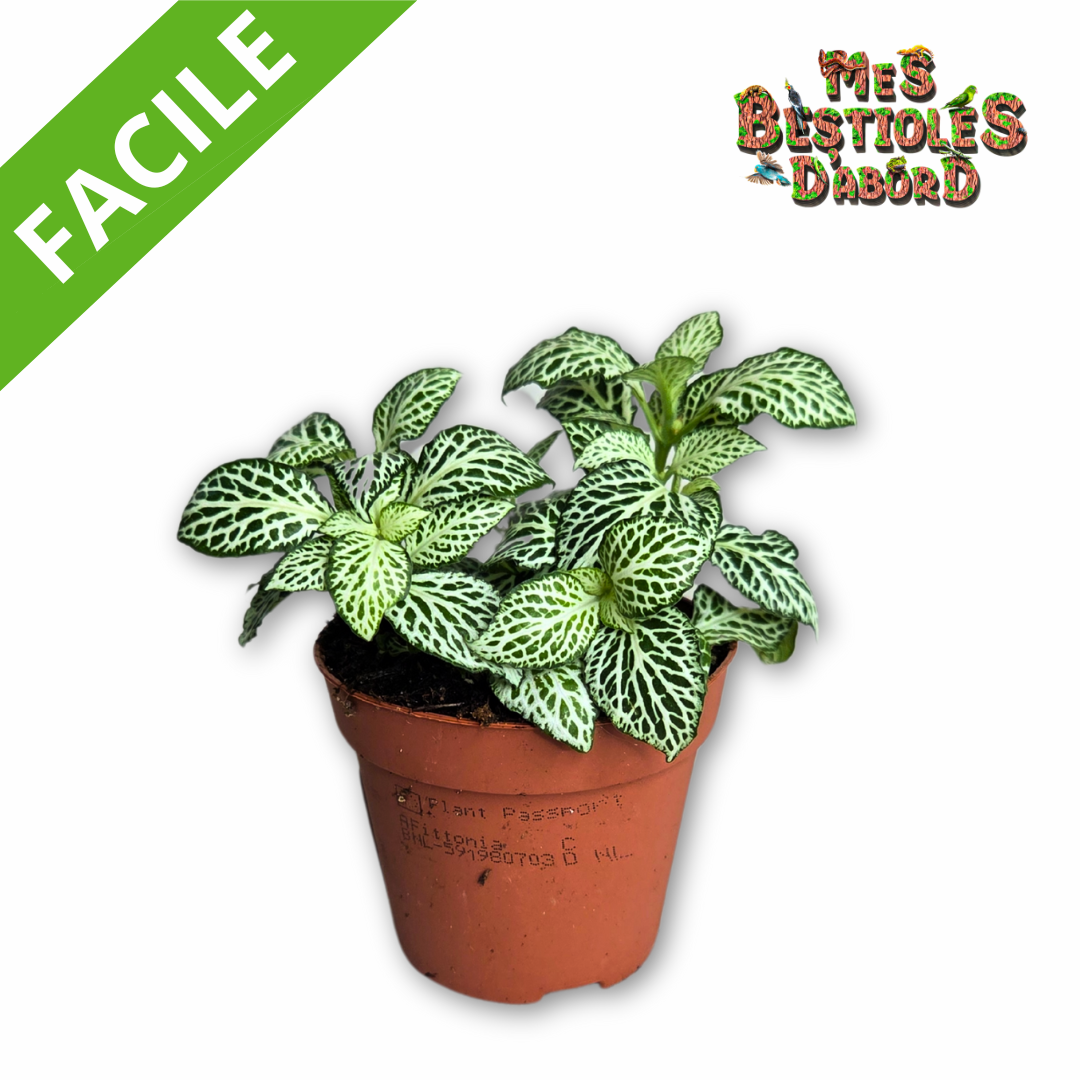 Fittonia "White Anne" | Plante Tropicale pour Terrarium