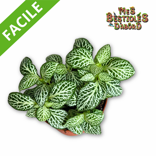 Fittonia "White Anne" | Plante Tropicale pour Terrarium