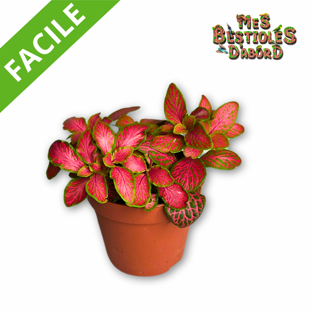Fittonnia "Ruby Pink" | Plante Tropicale pour Terrarium