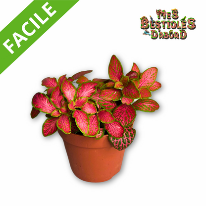 Fittonnia "Ruby Pink" | Plante Tropicale pour Terrarium