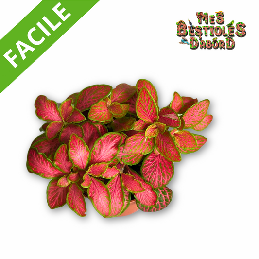 Fittonnia "Ruby Pink" | Plante Tropicale pour Terrarium