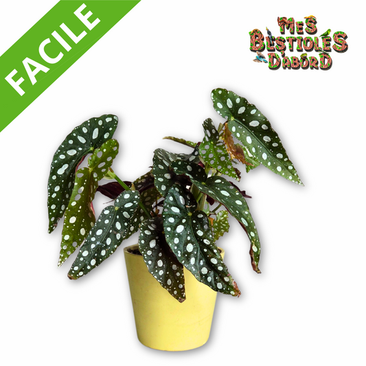 Begonia Maculata Wightii | Plante Tropicale pour Terrarium à Pois Blancs