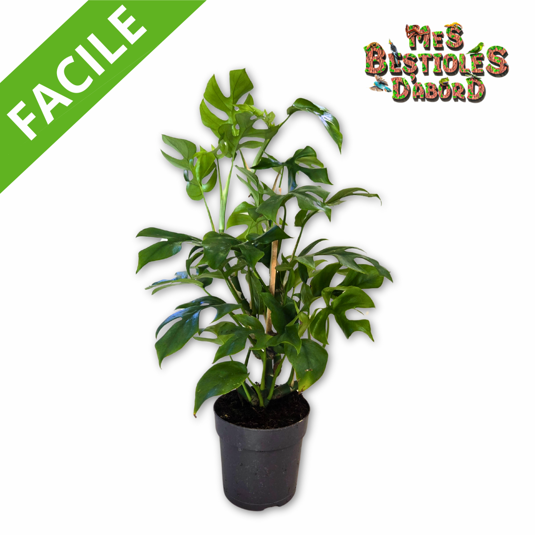 Monstera Minima | Plante tropicale pour terrarium