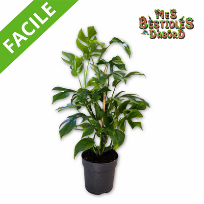 Monstera Minima | Plante tropicale pour terrarium